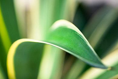 《Dream Tactics》发售日期公布 4月15日推出